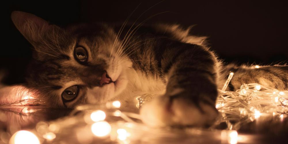 A cute kitten with green eyes.